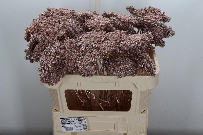 <h4>Ammi Zaad Kl Bh Champagne</h4>