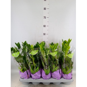 Zamioculcas zamiifolia