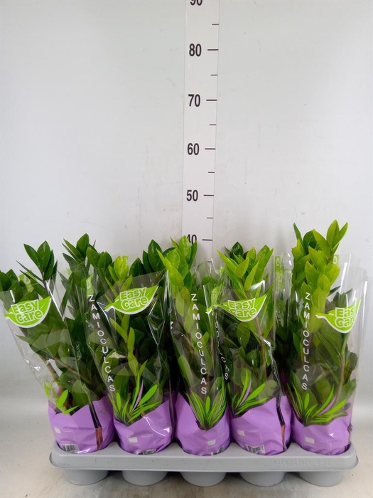 <h4>Zamioculcas zamiifolia</h4>