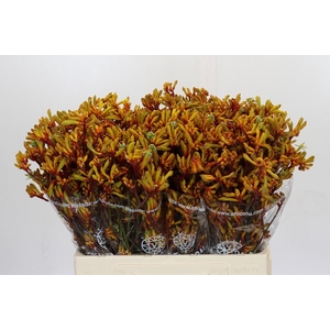 Anigozanthos Gold Fever