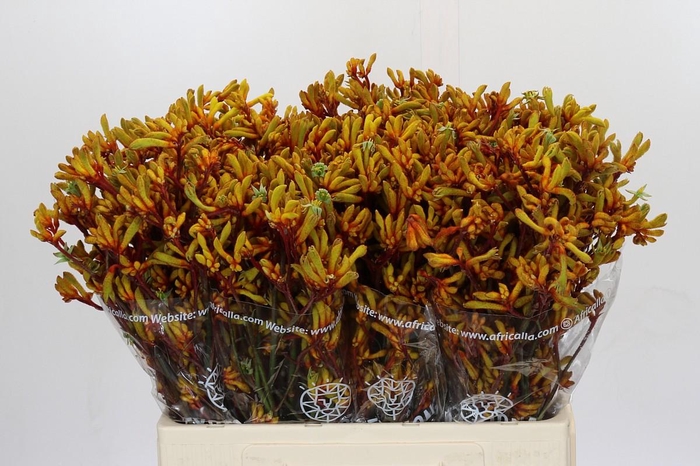 <h4>Anigozanthos Gold Fever</h4>