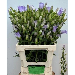 Camp M Champion Lavender