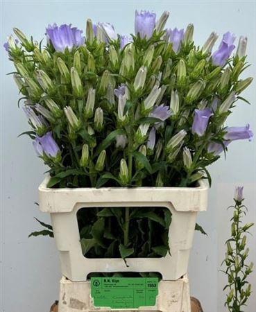 <h4>Camp M Champion Lavender</h4>