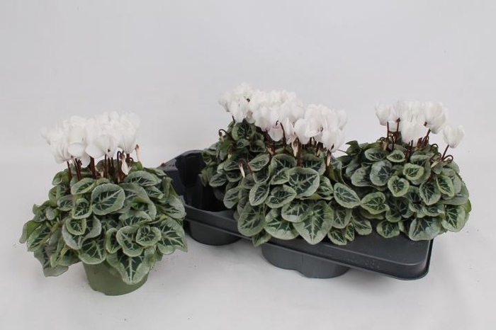 <h4>CYCL MD METALIS</h4>