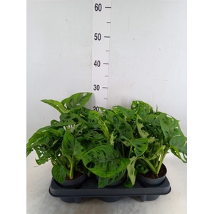 Monstera obliqua 'Monkey Mask'