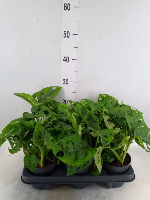 <h4>Monstera obliqua 'Monkey Mask'</h4>