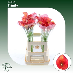Calla Trinity