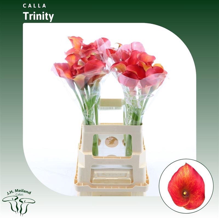 <h4>Calla Trinity</h4>