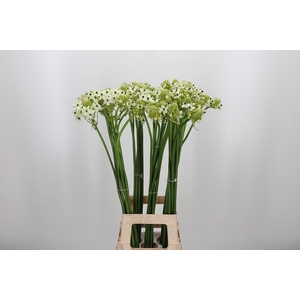 Ornithogalum Saundersiae