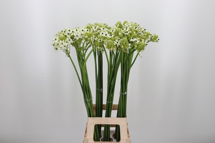<h4>Ornithogalum Saundersiae</h4>