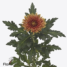 Chrys bl tula copper