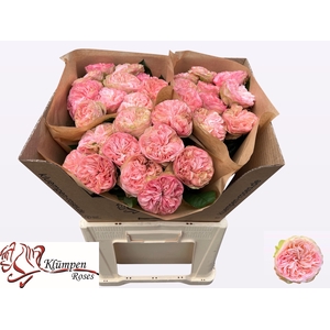 R GR SPRINGFIE PARK!