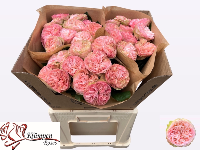 <h4>R GR SPRINGFIE PARK!</h4>