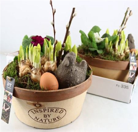 <h4>Arr Tuinplanten</h4>