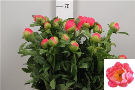 <h4>Paeo Coral Sunset</h4>