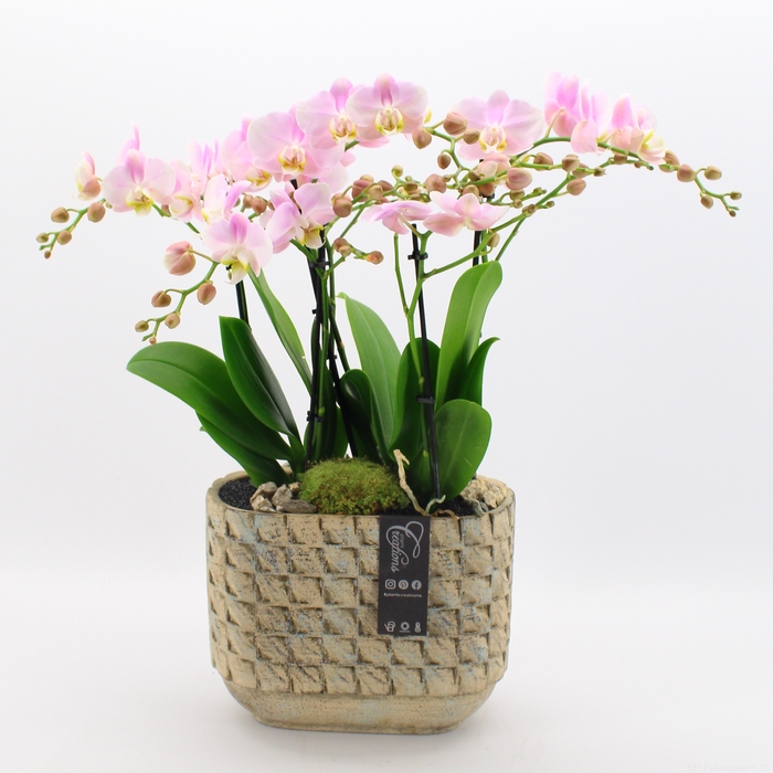 <h4>PHAL-2432RZ Phalaenopsis creatie</h4>