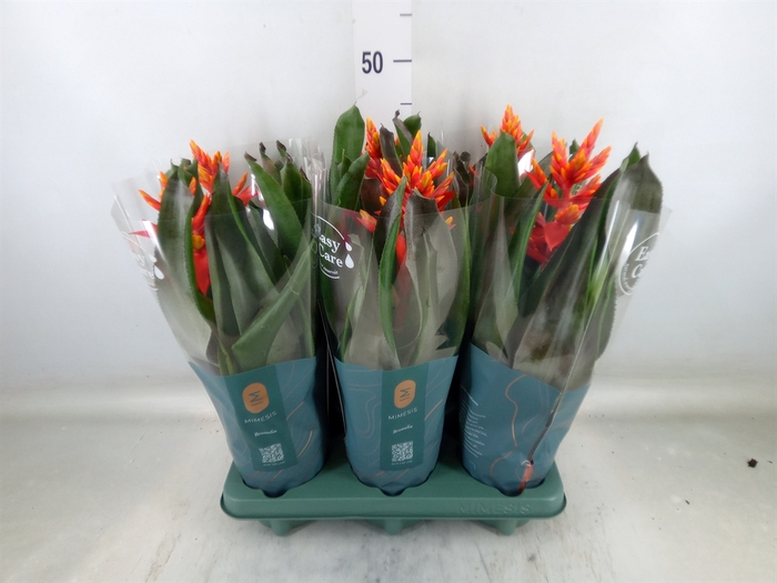 <h4>Aechmea  'Pepita Elegant Flames'</h4>