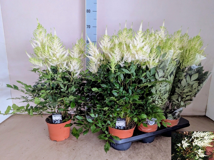 ASTILB JA MOJITO