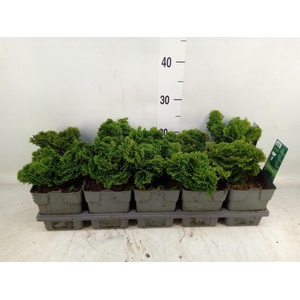 Chamaecyparis obt. 'Nana Gracilis'