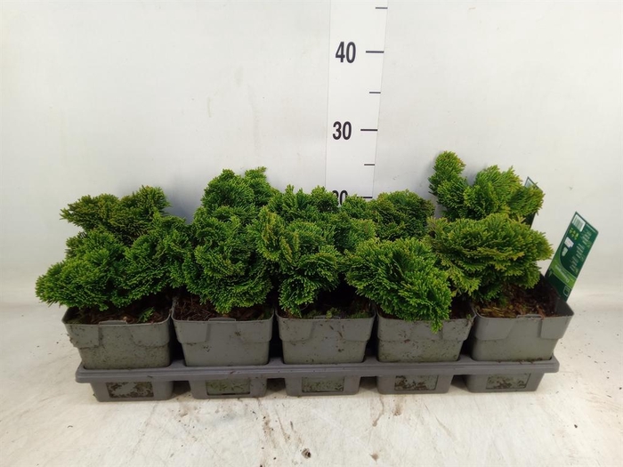 <h4>Chamaecyparis obt. 'Nana Gracilis'</h4>