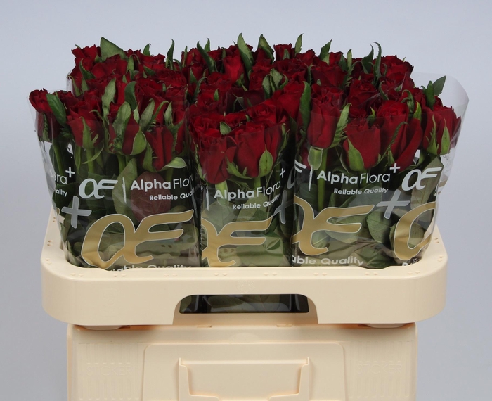 <h4>R GR EVER RED</h4>