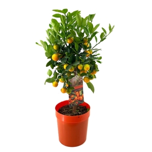 Citrus calamondin