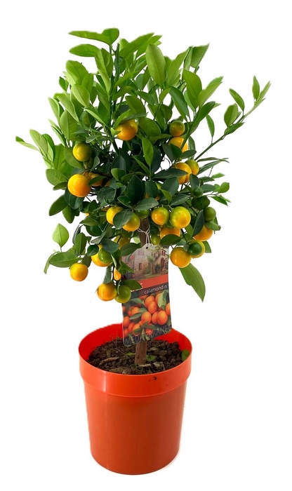 <h4>Citrus calamondin</h4>