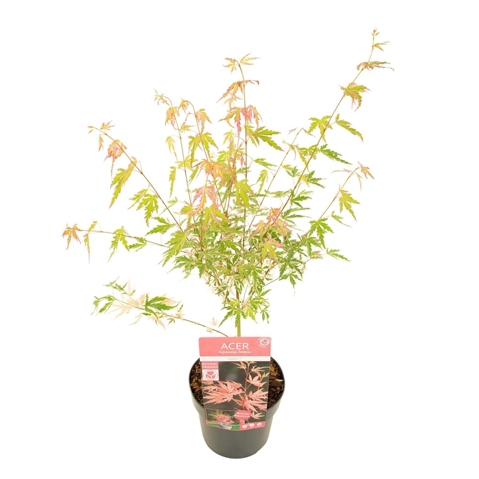 <h4>Acer palm. 'Taylor' ®</h4>