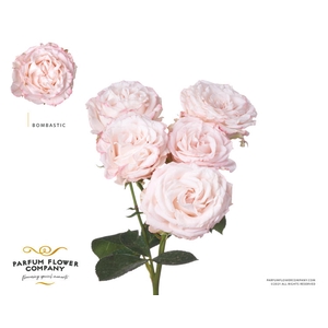 R Tr Parfum Bombastic