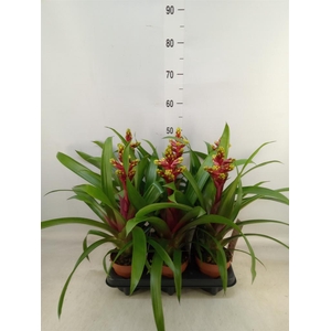 Guzmania   ...