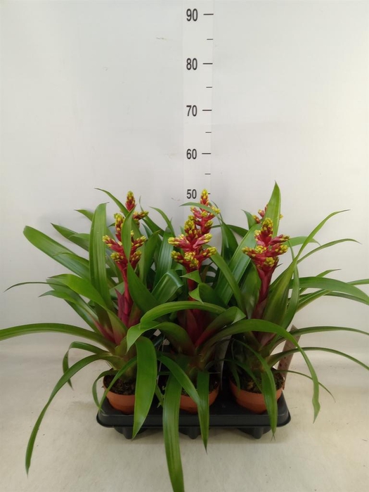 <h4>Guzmania   ...</h4>