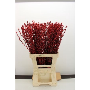 Katjes Salix Rood
