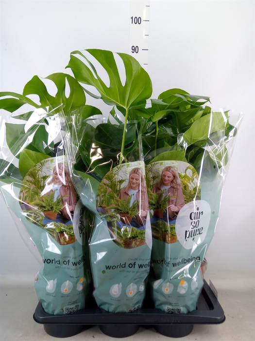 <h4>Monstera delic.</h4>