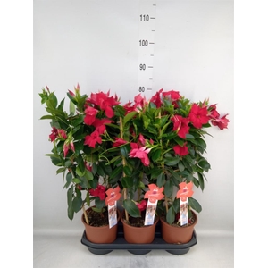 Mandevilla sand. 'SumStar Red'