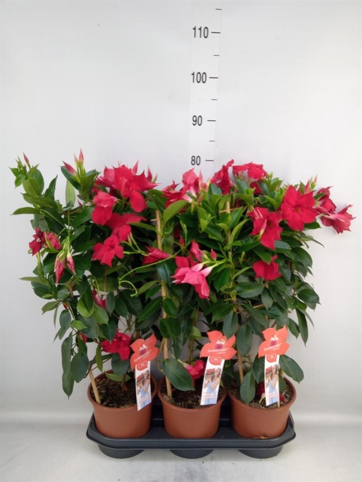 <h4>Mandevilla sand. 'SumStar Red'</h4>
