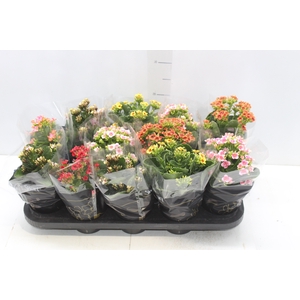 KALANCHOE P11