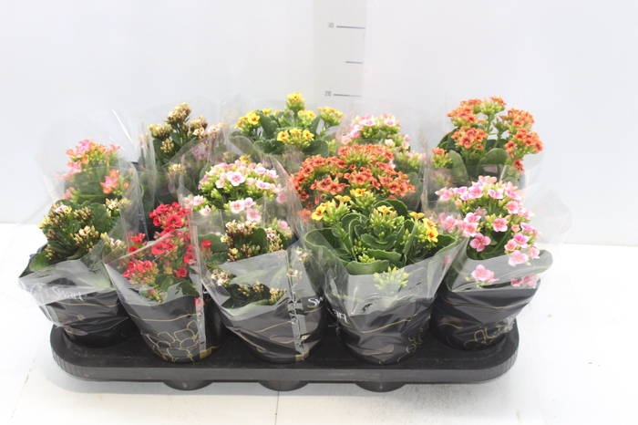 <h4>KALANCHOE P11</h4>