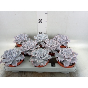 Echeveria   ...