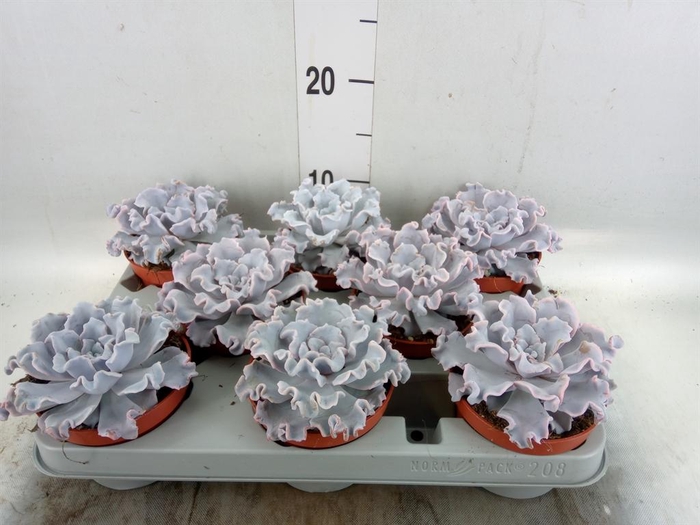 <h4>Echeveria ...</h4>