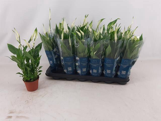 <h4>SPATH CHOPIN</h4>