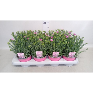 Dianthus  'Pink Kisses'