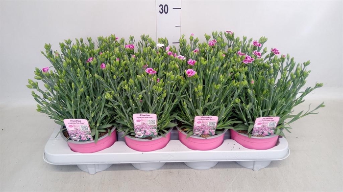 <h4>Dianthus  'Pink Kisses'</h4>
