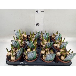 Muscari  'Magic Blue'