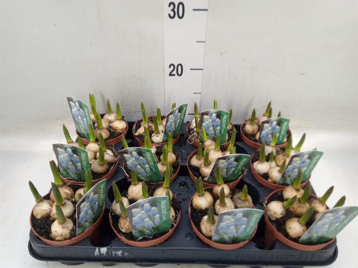 <h4>Muscari 'Magic Blue'</h4>