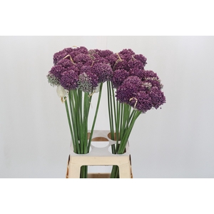 Allium Misses Bouquet