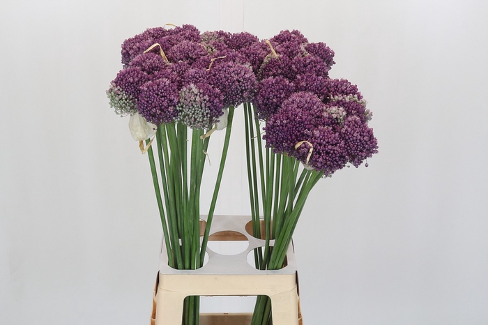 <h4>Allium Misses Bouquet</h4>