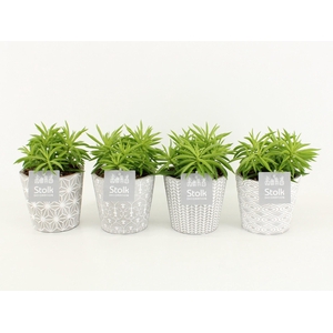 Peperomia Nevada in Star pot