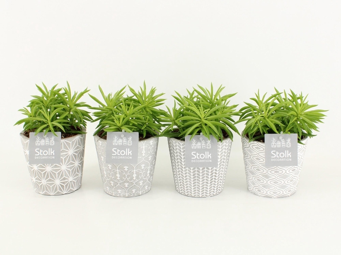 <h4>Peperomia Nevada in Star pot</h4>