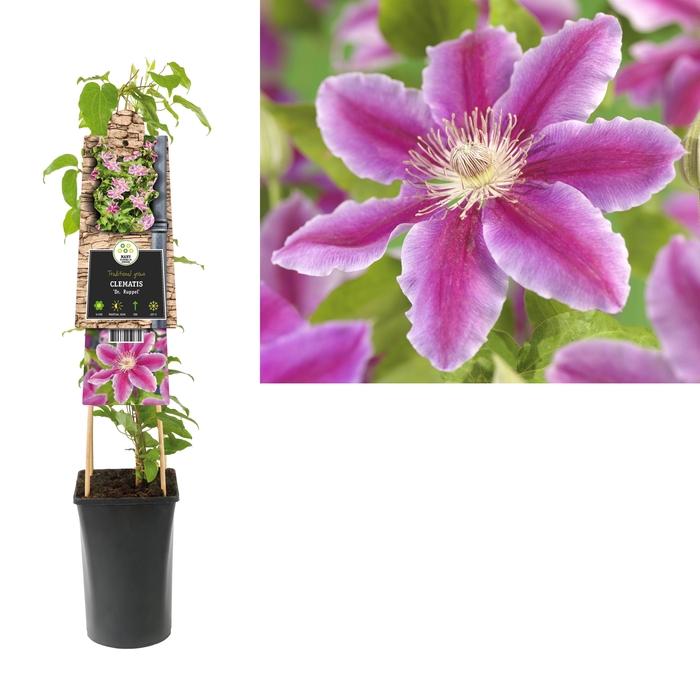 Clematis 'Dr. Ruppel' 3.0 label