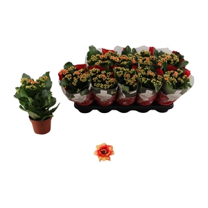 KAL GE FELIZ BICOLOR